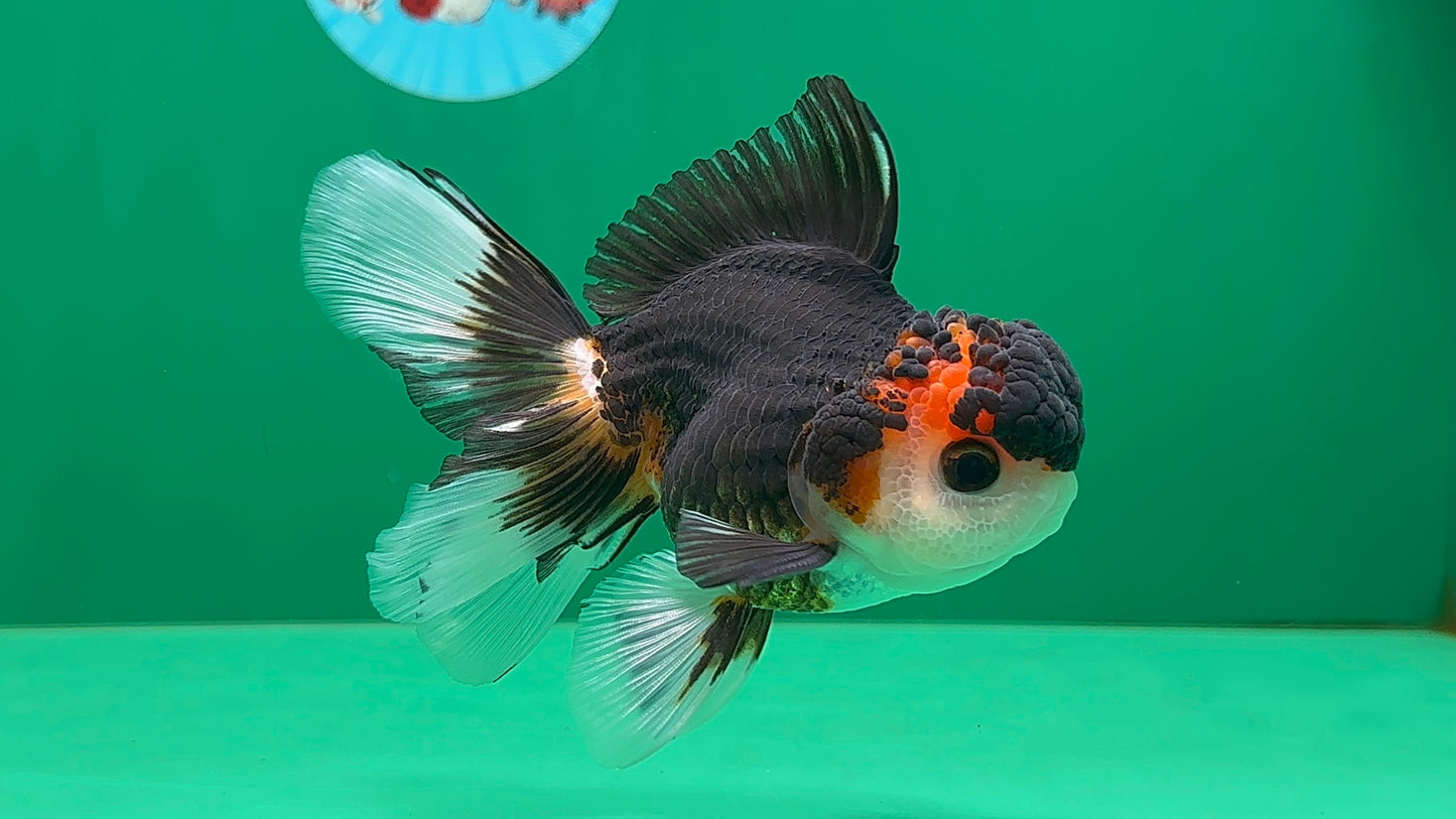 [SINGLE] Tricolor Oranda Male 4.5 inches #062025SO_05