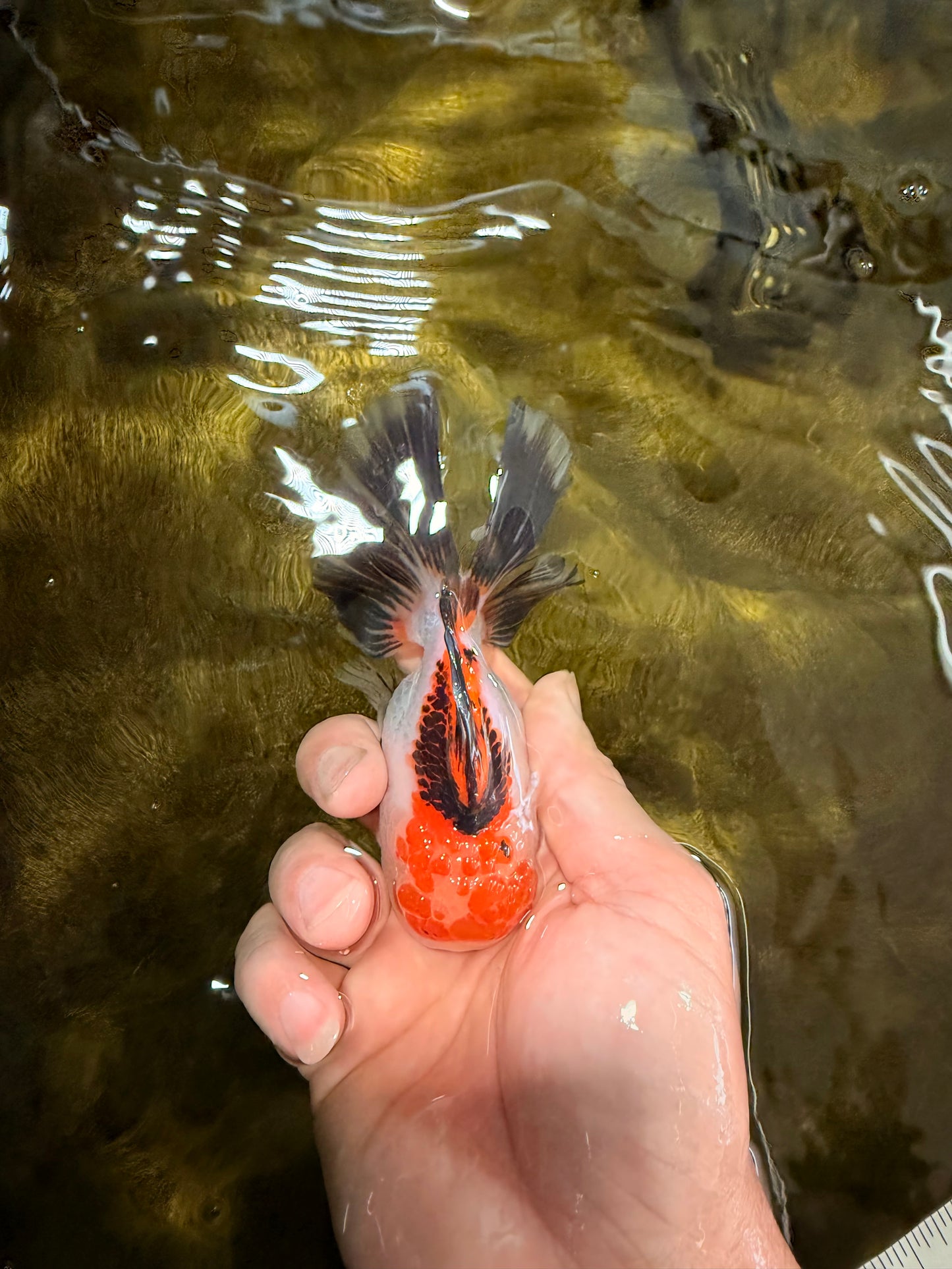 [SINGLE] Tricolor Oranda Male 4-4.5 inches #032026SO_06