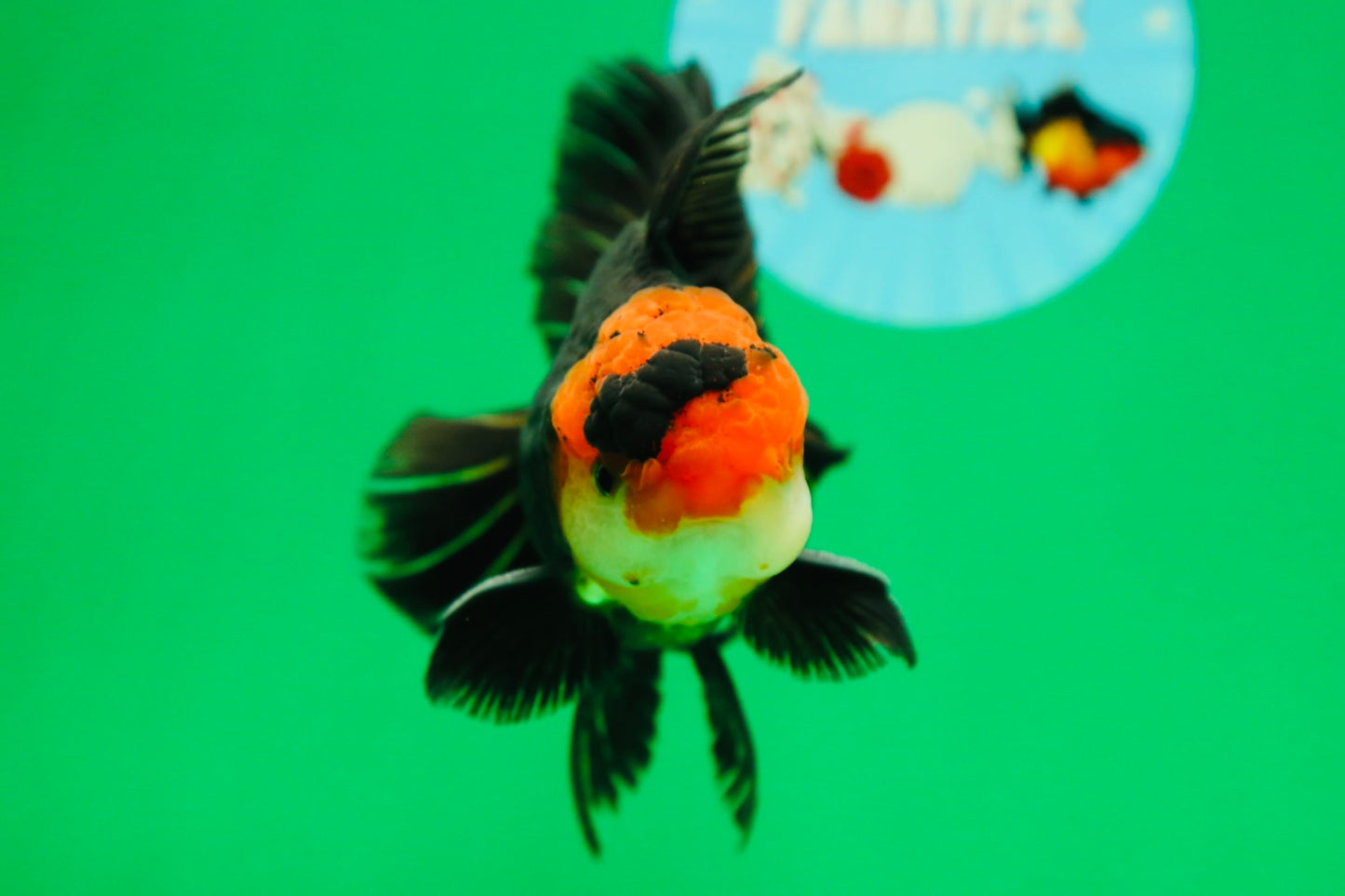 [SINGLE] Tricolor Oranda Male 4.5-5 inches #090525SO_08