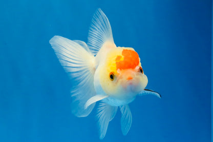 [SINGLE] Red White Oranda Female 4 inches #032026SO_01