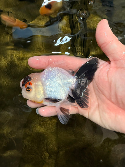 [SINGLE] Tricolor Oranda Male 4 inches #032026SO_04
