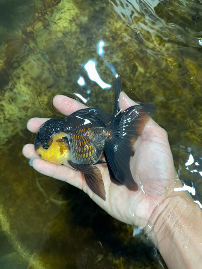 [SINGLE] Panda Oranda Female 5 inches #082225SO_11