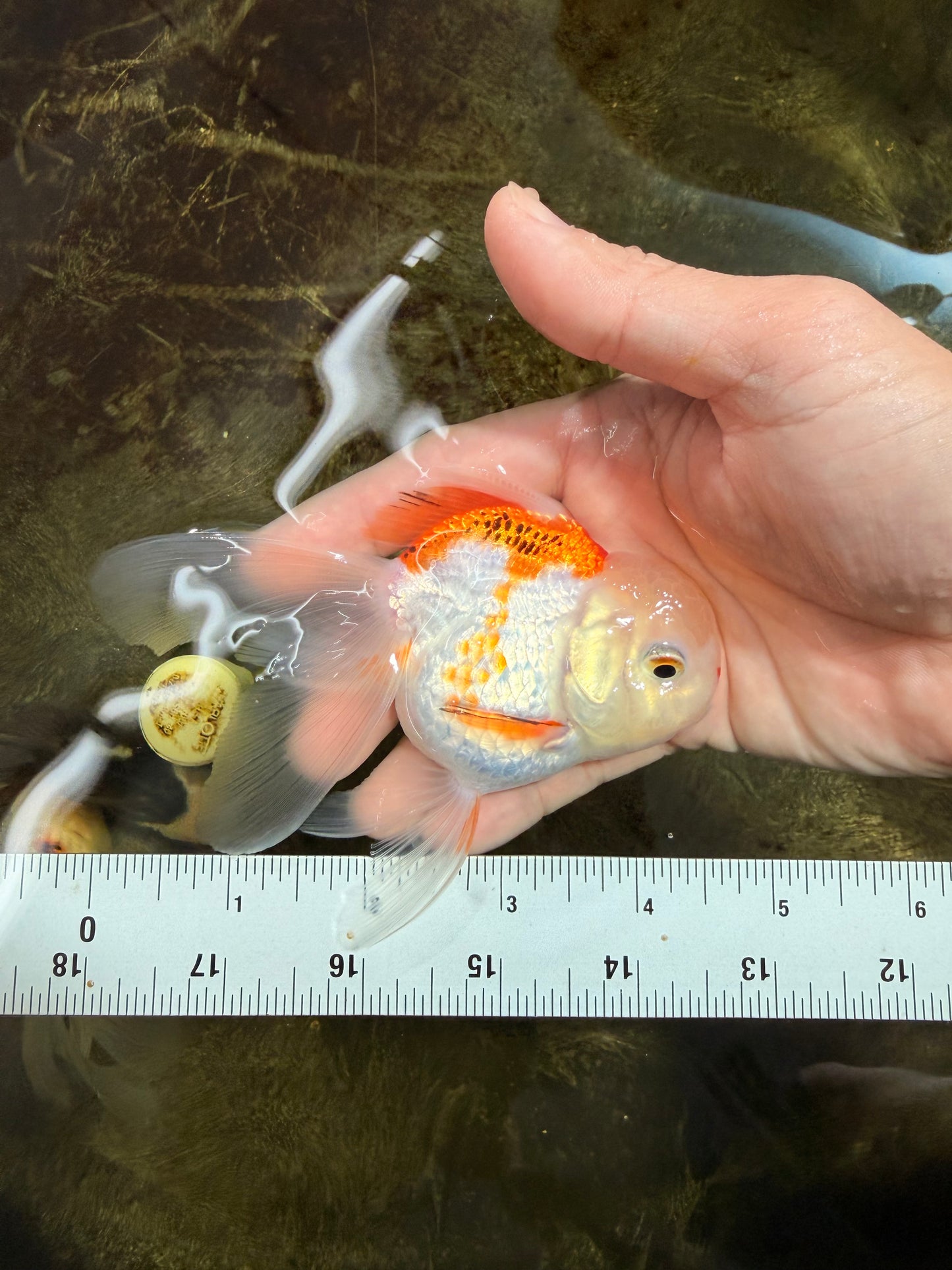 [SINGLE] Orange White Oranda Female 4-4.5 inches #111425SO_06