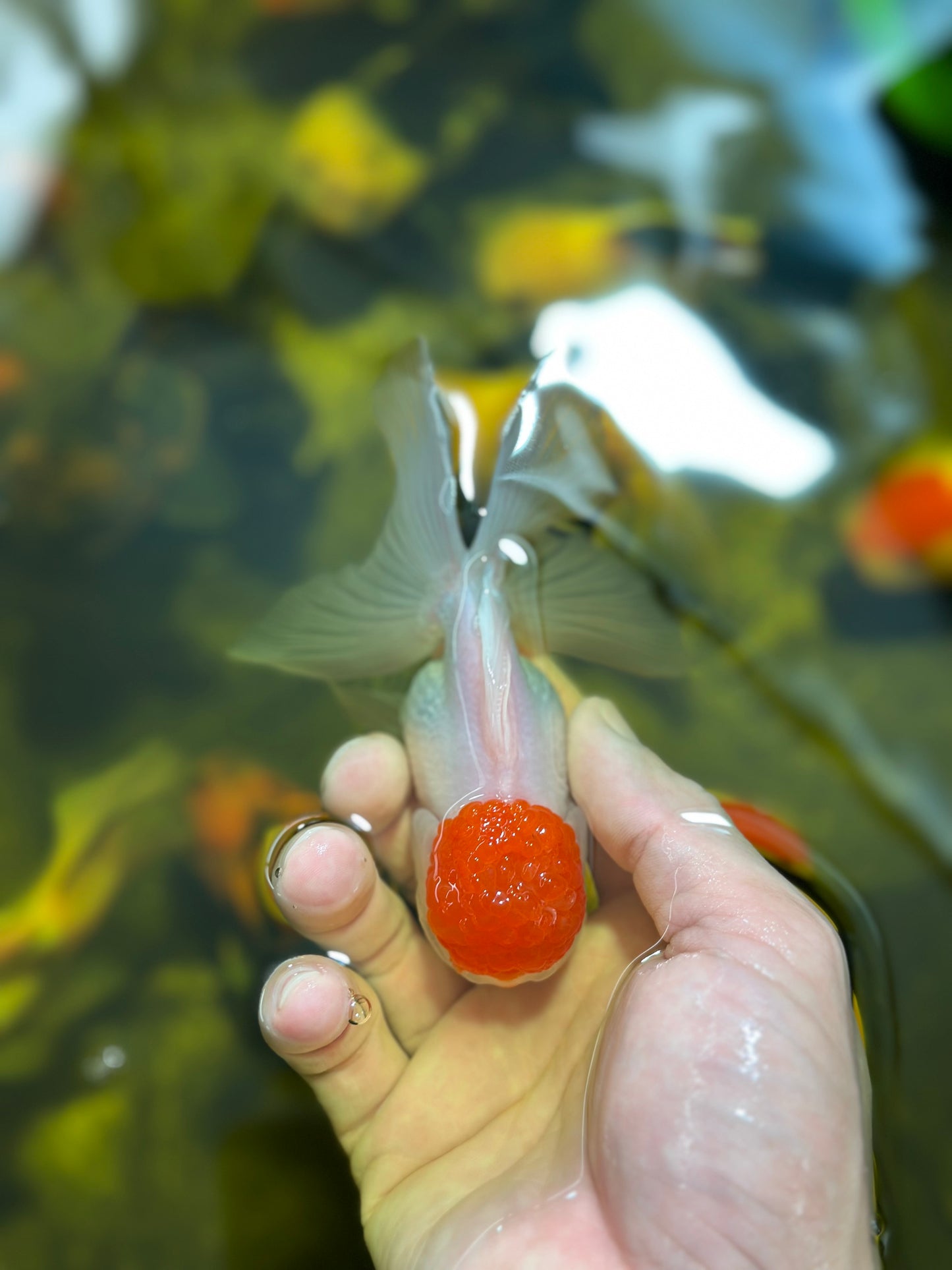 [SINGLE] Red Cap Oranda Female 4-4.5 inches #112924SO_18