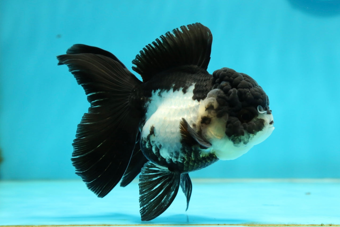 [SINGLE] Panda Oranda Female 4 inches #112924SO_17