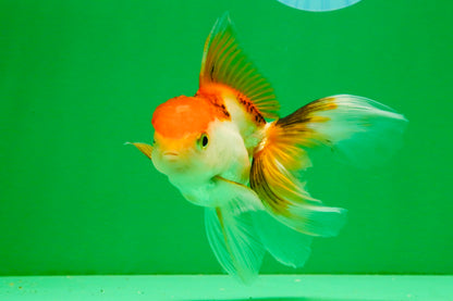 [SINGLE] Tricolor Oranda Female 4 inches #112125SO_07