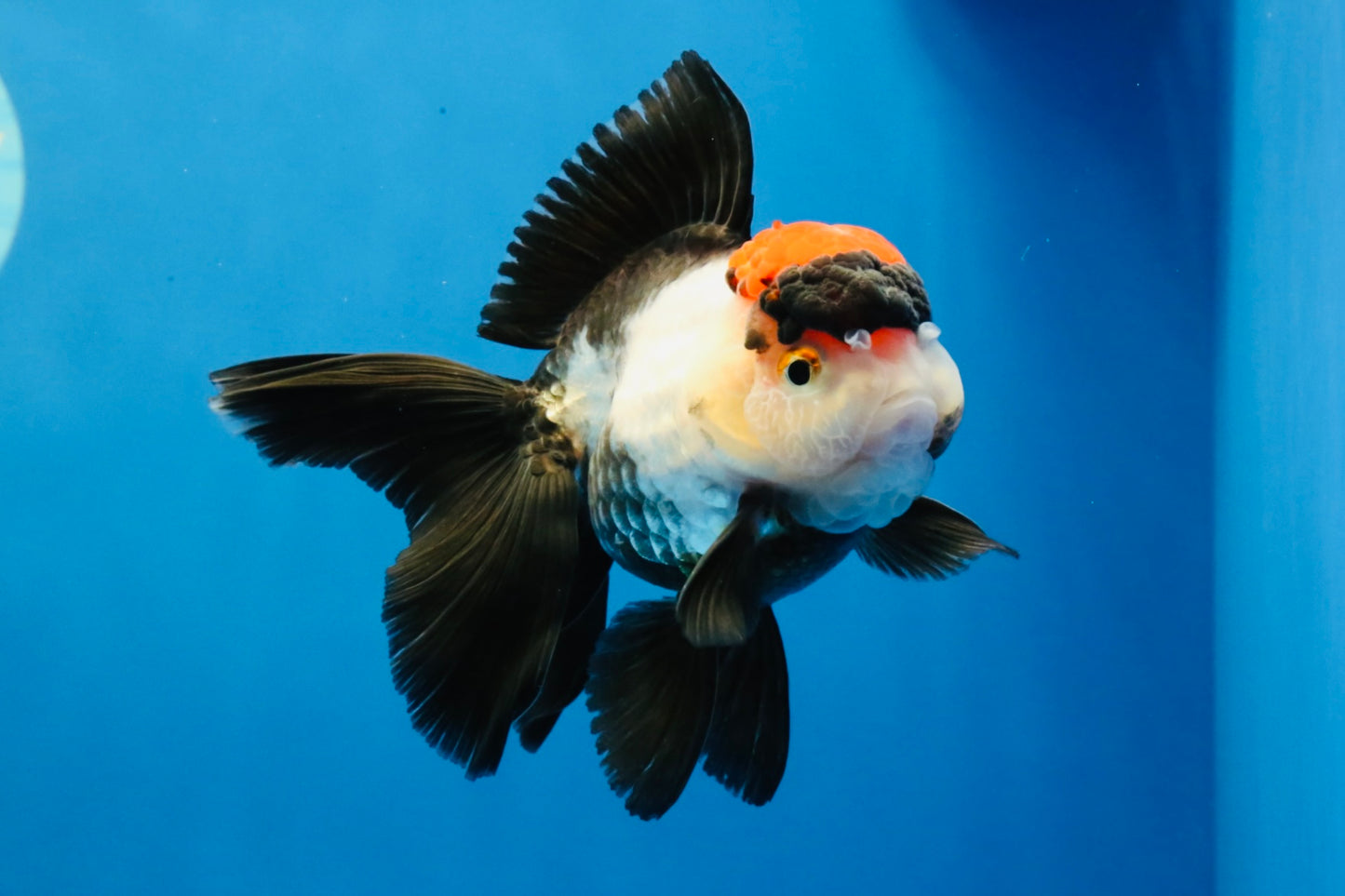 [SINGLE] Tricolor Oranda Female 4-4.5 inches #031326SO_01