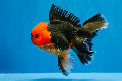 [SINGLE] Red Head Apache Oranda Male 4-4.5 inches #030626SO_01