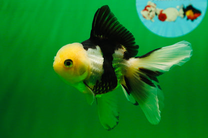 [SINGLE] Panda Oranda Female 4.5 inches #080825SO_04