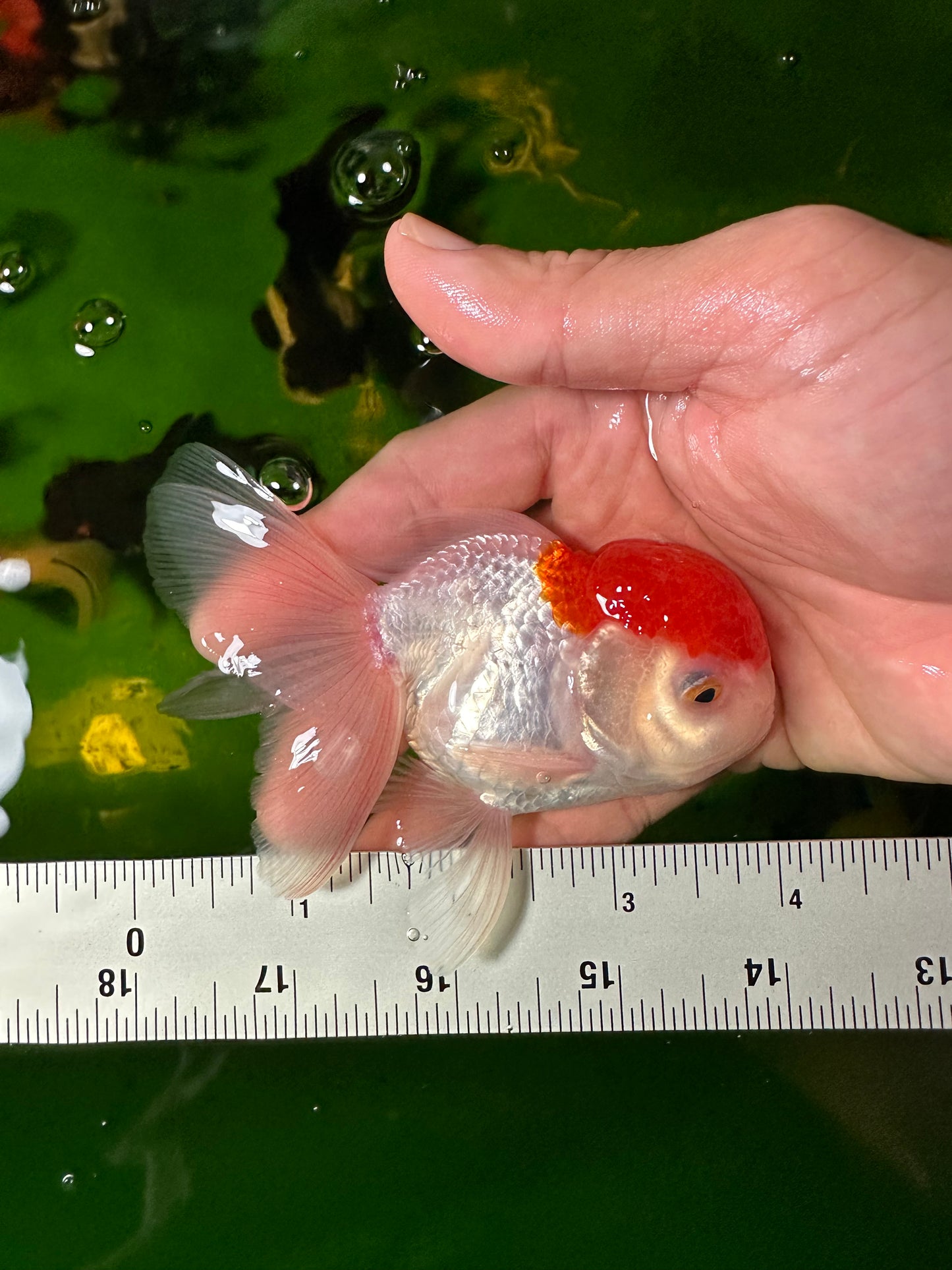 [QUAD] - Red Cap (2) Male & (2) Female 4-inches Oranda #110824SO_13