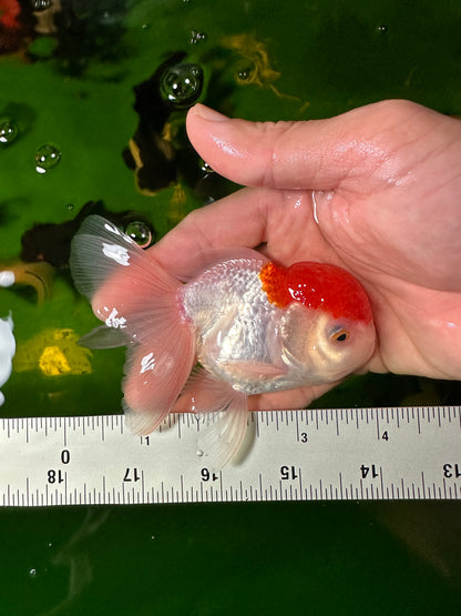 [QUAD] - Red Cap (2) Male & (2) Female 4-inches Oranda #110824SO_13