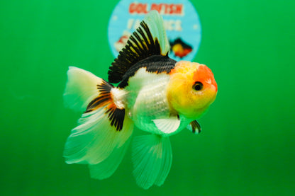[SINGLE] Tricolor Oranda Male 4.5 inches #082225SO_03