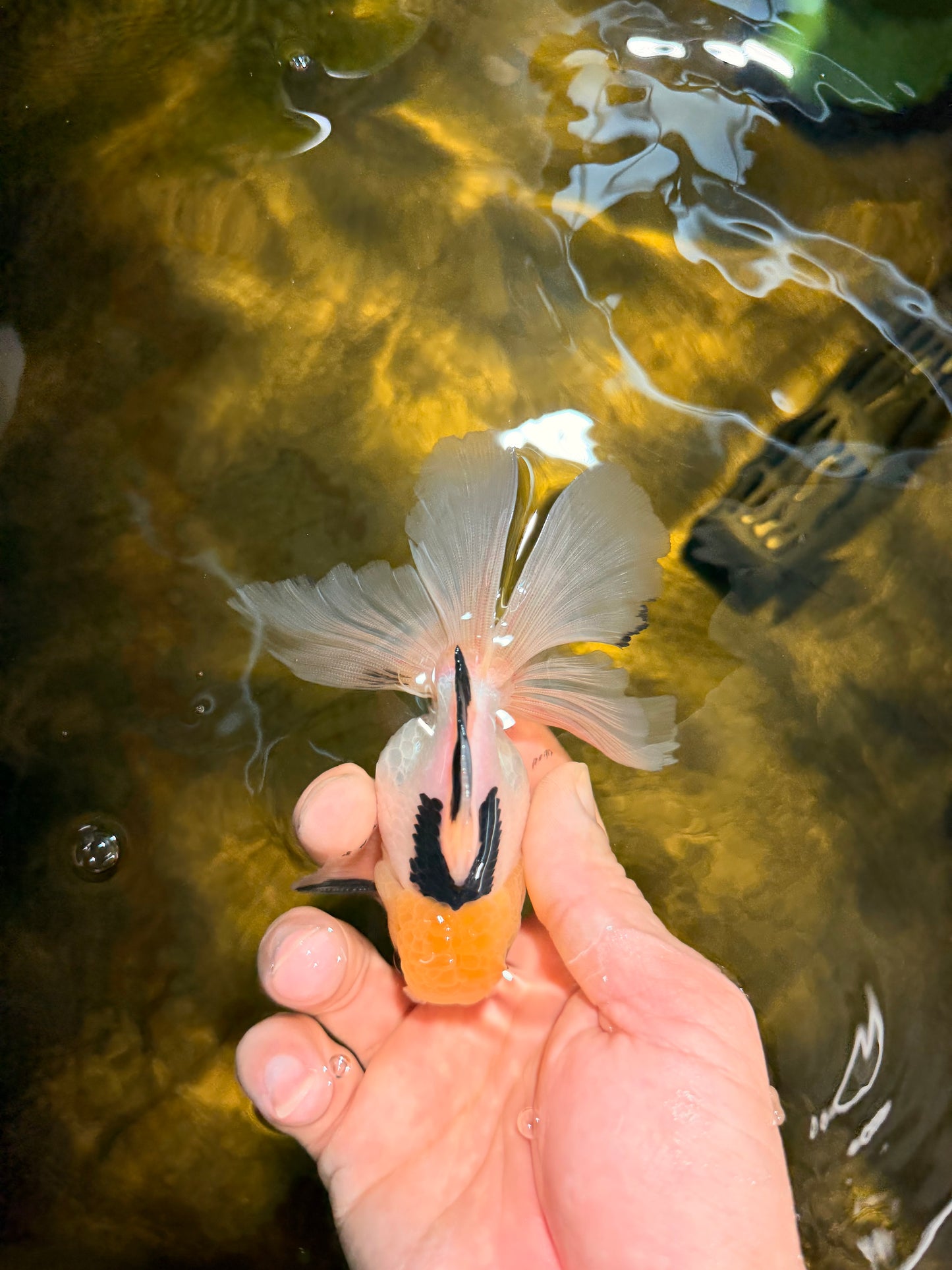[SINGLE] Panda Oranda Male 4.5 inches #030626SO_03