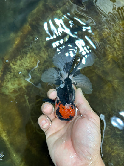[SINGLE] Tricolor Oranda Male 4.5-5 inches #082225SO_09