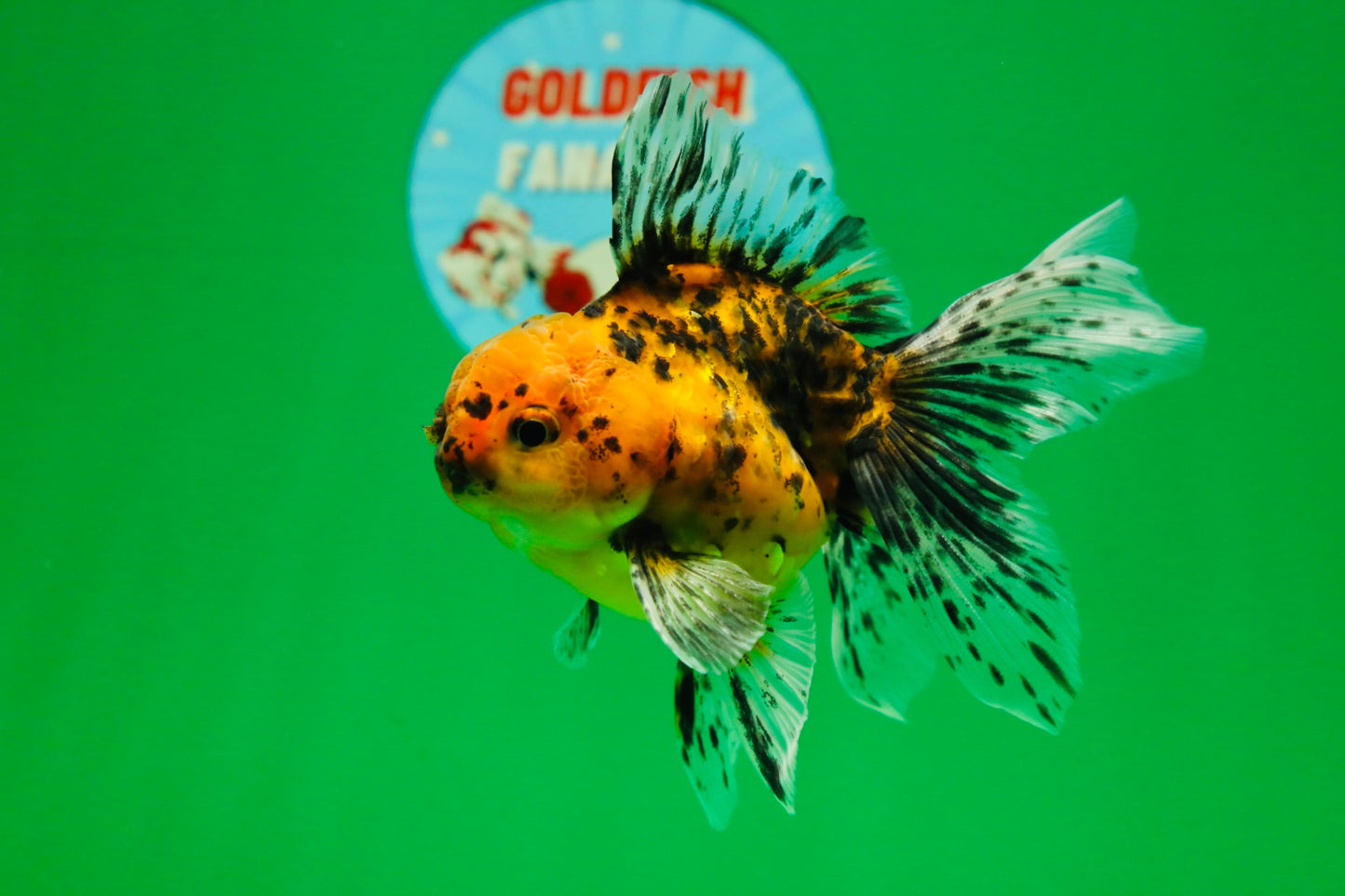 [SINGLE] Tiger Oranda Male 4.5 inches #082225SO_07