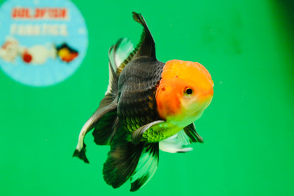 [SINGLE] Tricolor Oranda Male 4.5-5 inches #080825SO_09