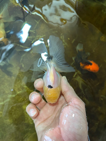 [SINGLE] White Oranda Male 4-4.5 inches #081525SO_04