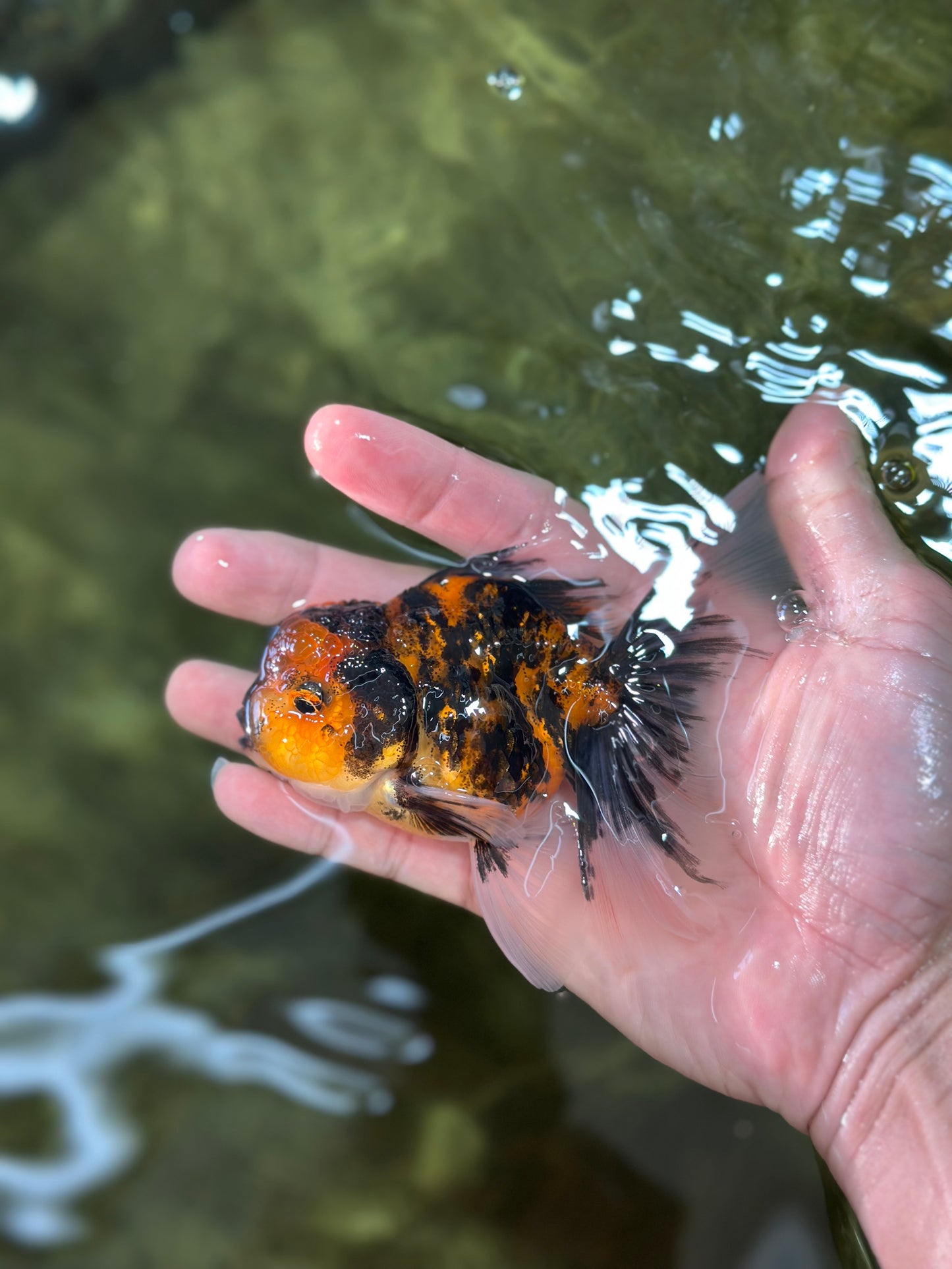 [SINGLE] Stunning Fluffy Wen Tiger Oranda Male 4 inches #011725SO_02