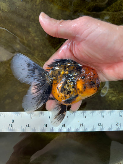 [SINGLE] Tiger Oranda Male 4.5-5 inches #080825SO_08