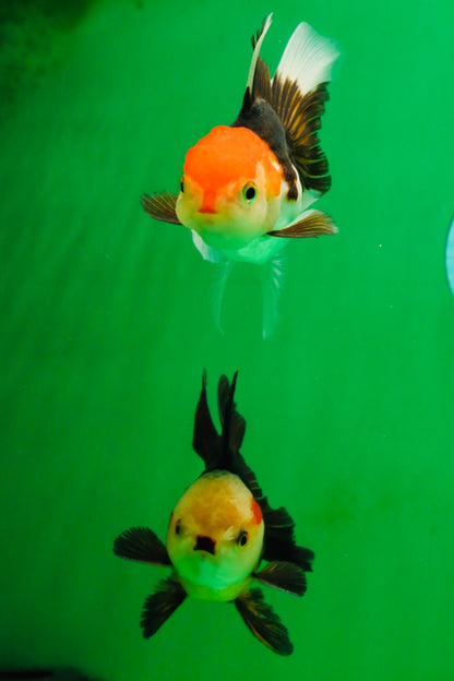 [COUPLE] White Head Male & Red Head Tricolor Female 4-4.5 inches #091925CO_05