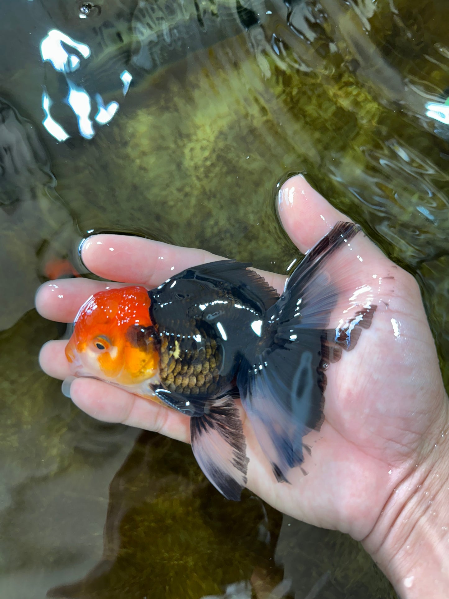 [SINGLE] Tricolor Oranda Male 4.5-5 inches #080825SO_09