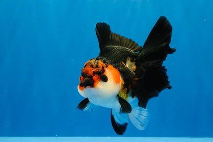 [SINGLE] Red Oranda Female 4.5 inches #032026SO_03