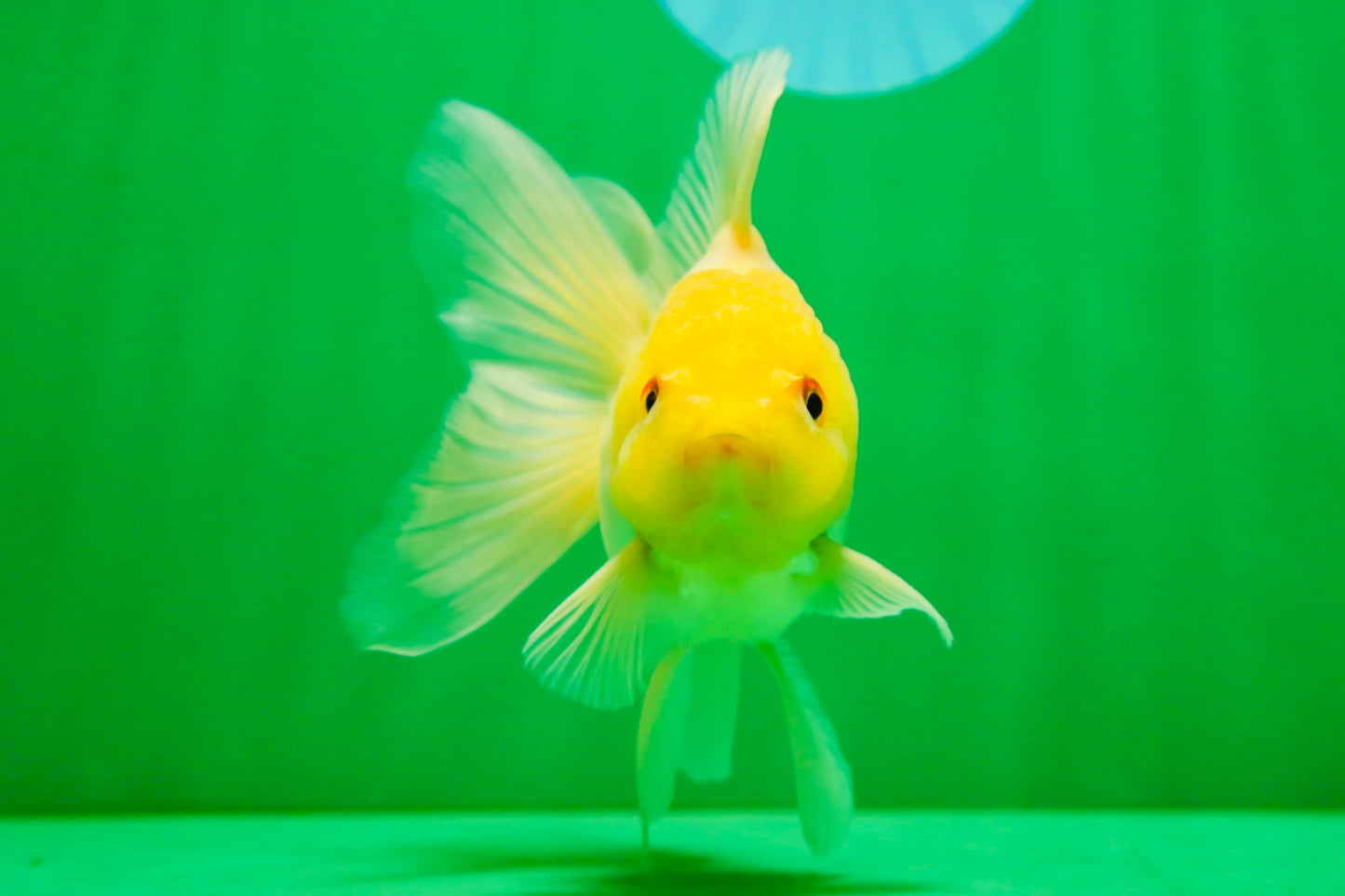 [SINGLE] Lemonhead Oranda Male 5 inches #082225SO_05
