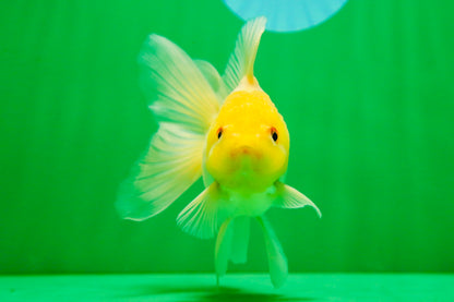 [SINGLE] Lemonhead Oranda Male 5 inches #082225SO_05