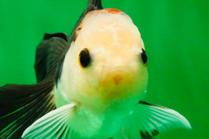 [SINGLE] Tricolor Oranda Male 4-4.5 inches #103125SO_01