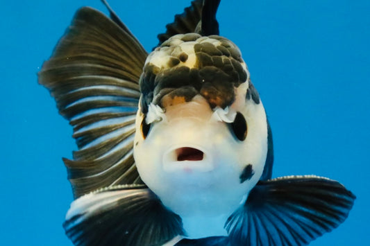 [SINGLE] Panda Button Eyes Oranda Male 4.5 inches #041026SO_09