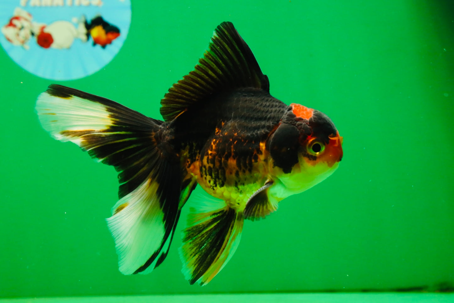 [SINGLE] Tricolor Male 5 inches #101725SO_03