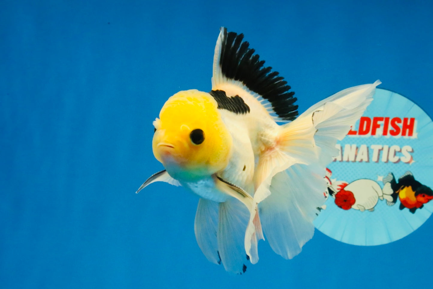 [SINGLE] Panda Oranda Male 4.5 inches #030626SO_03