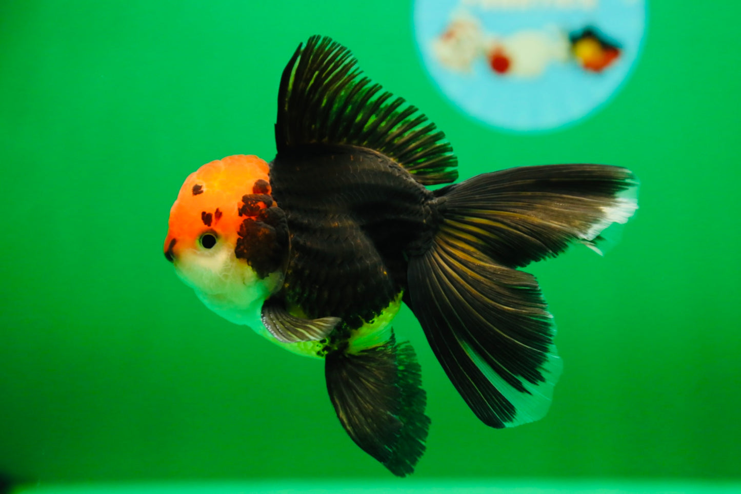 [SINGLE] Panda Oranda Male 4.5 inches #090525SO_06