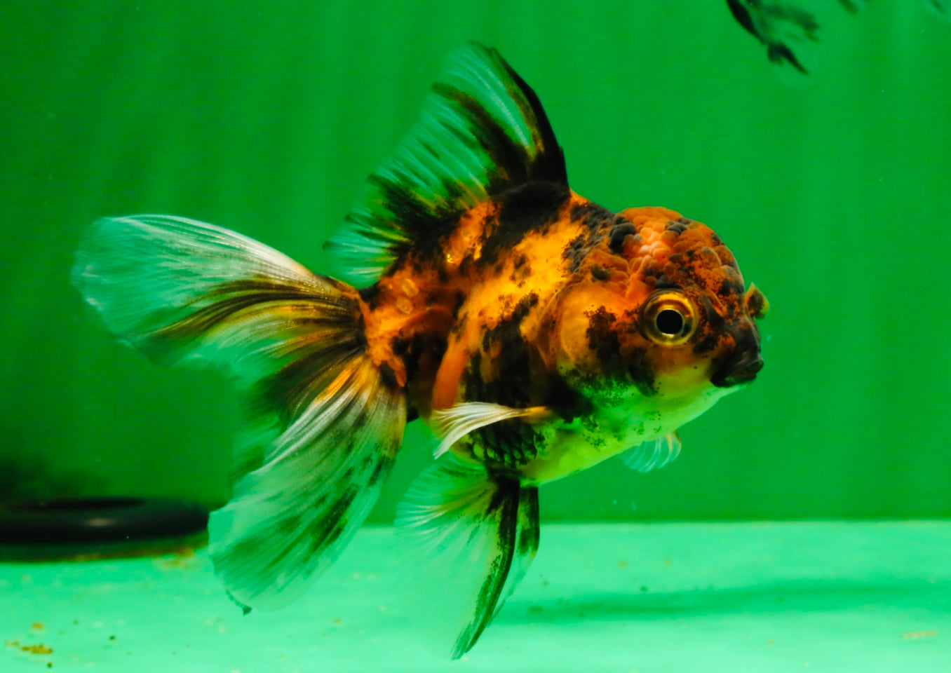 [QUAD] Mixed Color Oranda 3.5-4.5 inches #121925QO_04