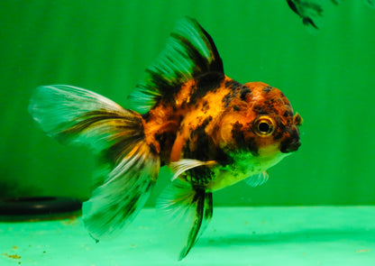 [QUAD] Mixed Color Oranda 3.5-4.5 inches #121925QO_04