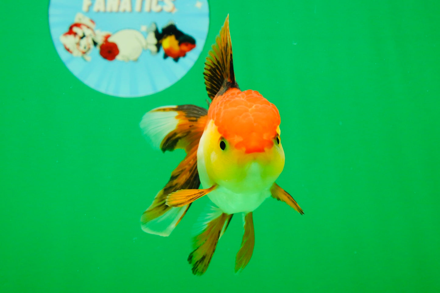 [SINGLE] Tricolor Female 4.5 inches #101725SO_01