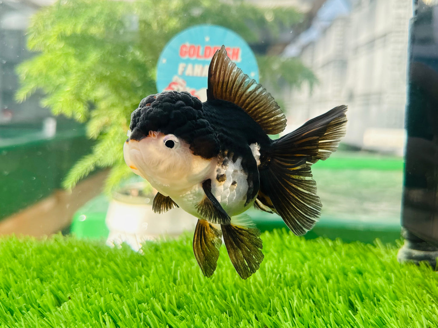 [SINGLE] Panda Oranda Female size 4.5 inches #112224SO_10