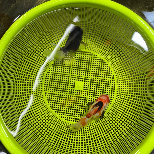 [COUPLE] Tricolor Male & Panda Female Oranda 4-4.5 inches #050225CO_05