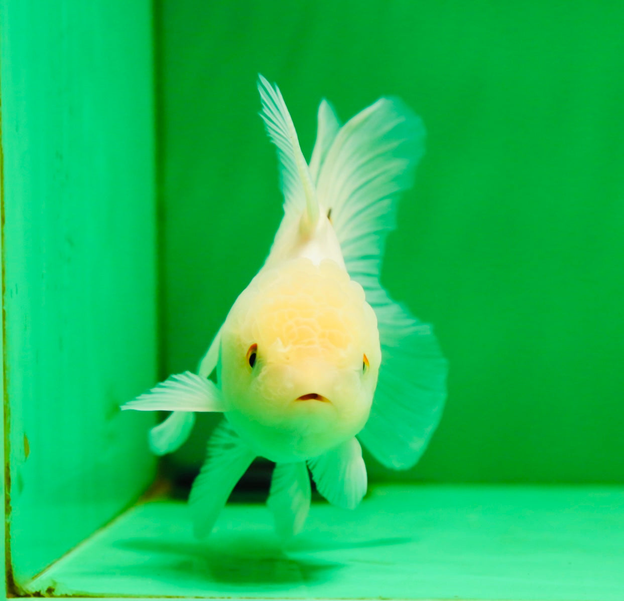 [SINGLE] White Oranda Female 5 inches #081525SO_10
