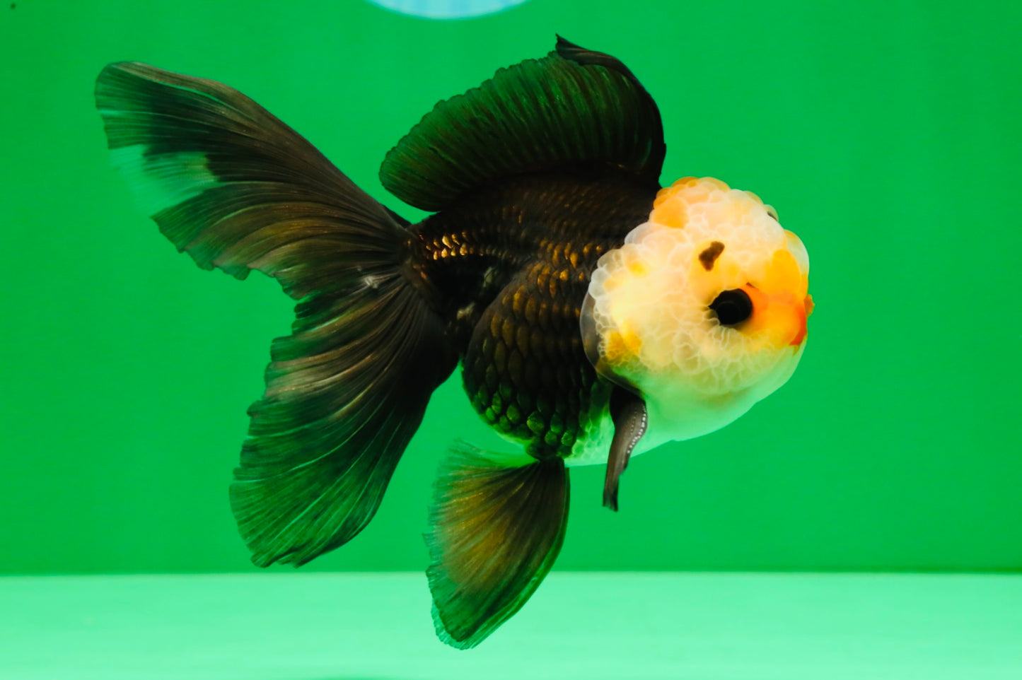 [SINGLE] Tricolor Male Oranda 4.5 inches #101025SO_09