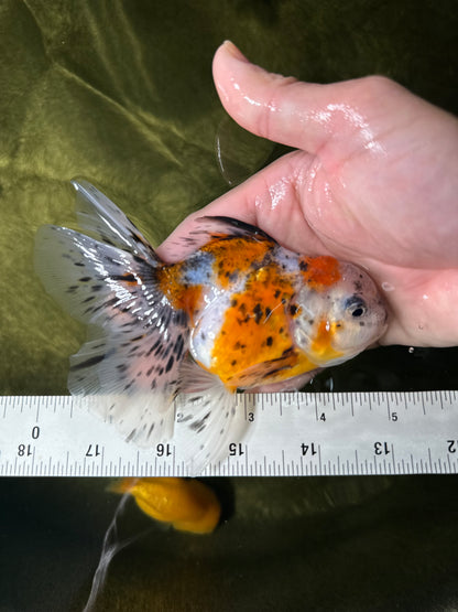 [COUPLE] Pepper Calico Female & Sakura Male Oranda 4.5-5 inches #050225CO_07