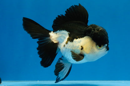 [SINGLE] Panda Oranda Female 4 inches #040326SO_02