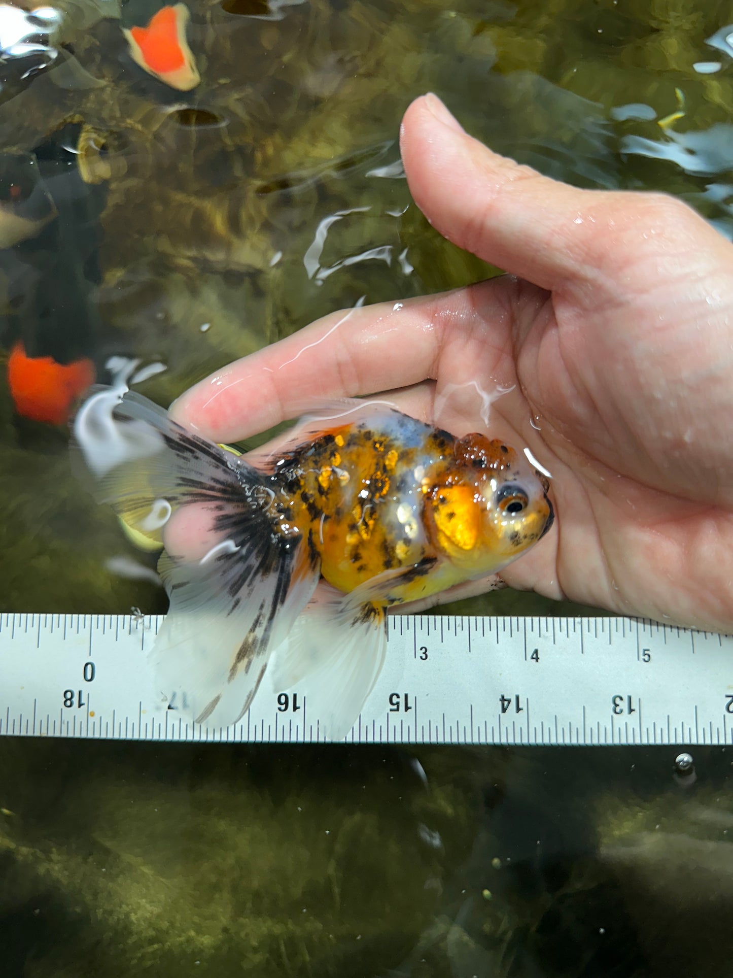 [COUPLE] Tricolor Male & Calico Female Oranda 4-4.5 inches #101025CO_07
