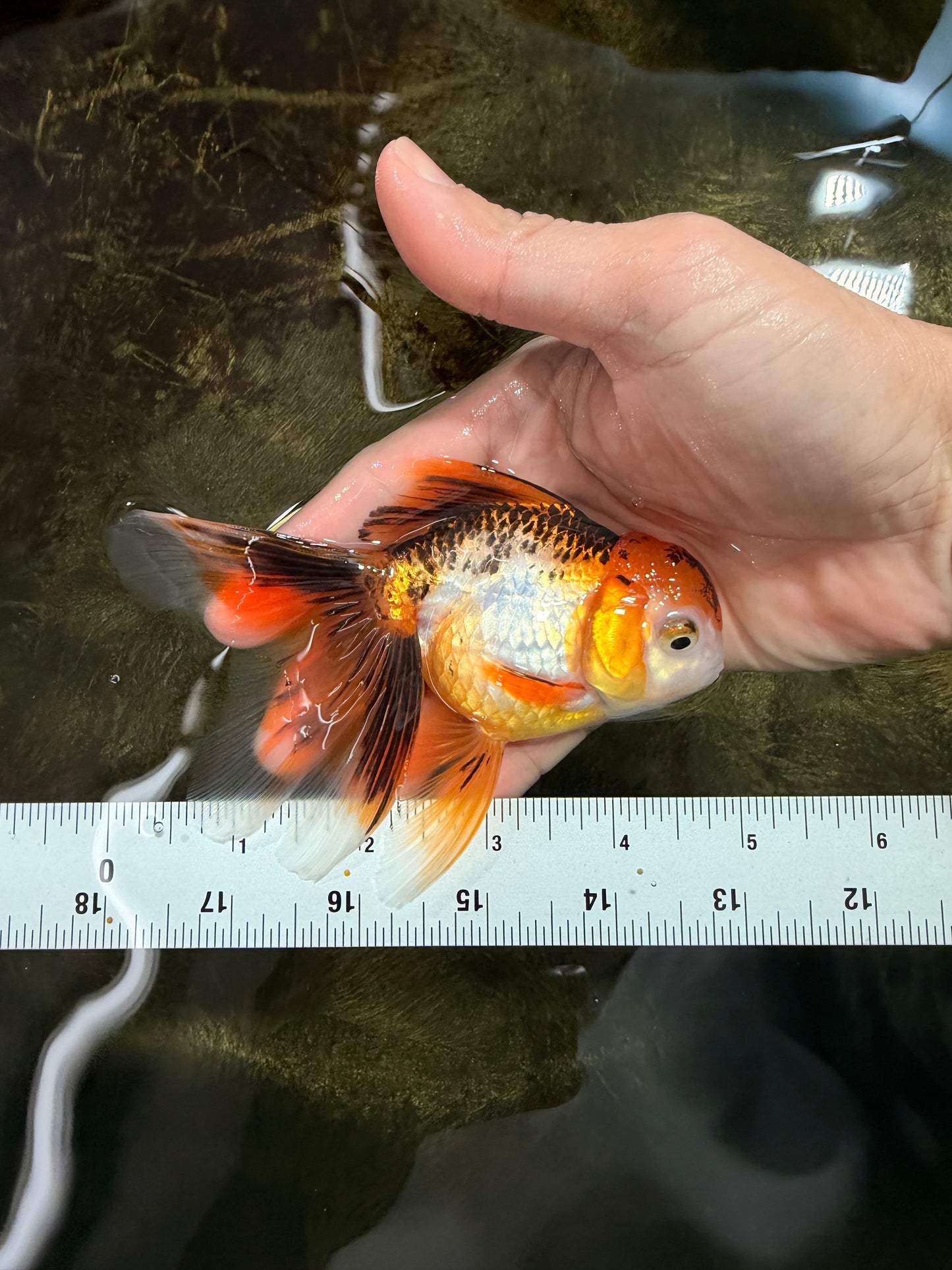 [SINGLE] Tricolor Oranda Female 4.5-5 inches #112125SO_06