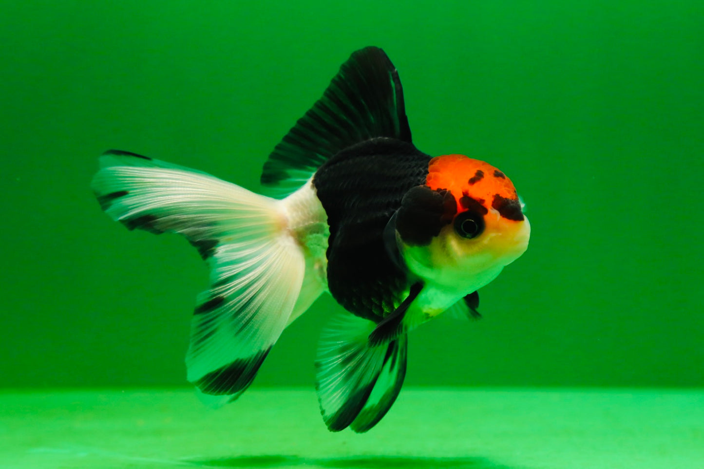 [SINGLE] Tricolor Female Oranda 4 inches #080125SO_03
