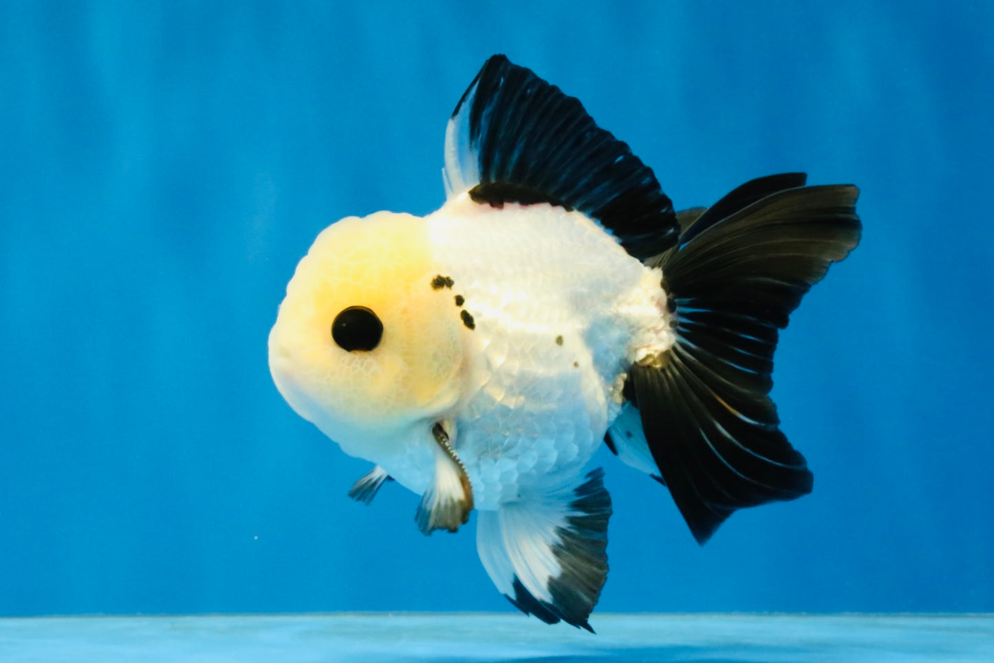[SINGLE] Panda Oranda Male 4-4.5 inches #040326SO_04