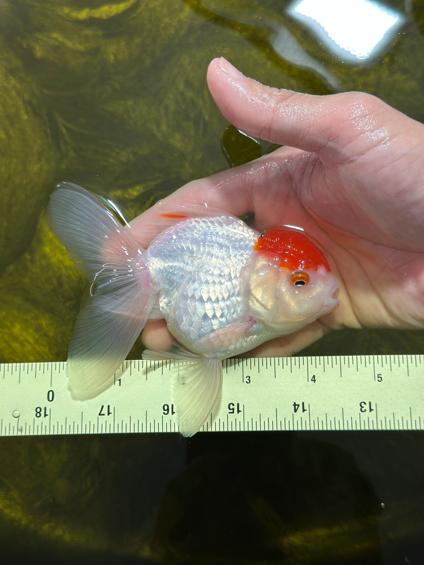 [SINGLE] Tancho Oranda Male 4.5 inches #112924SO_12