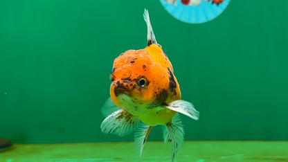 [SINGLE] Tiger Oranda Male 4 inches #060625SO_05