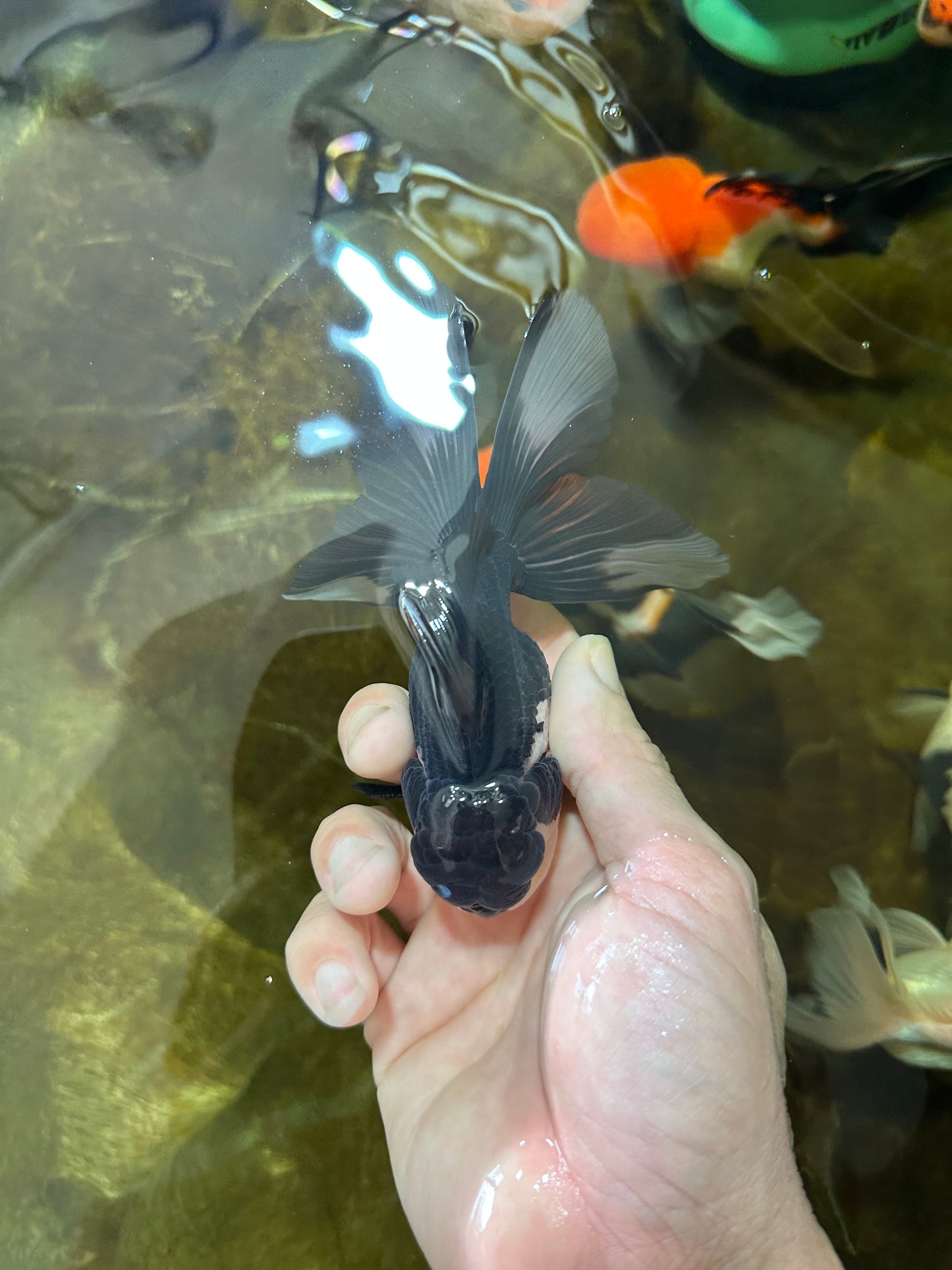[SINGLE] Panda Male Oranda 4.5-5 inches #080125SO_07