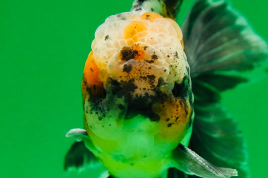 [SINGLE] Calico Kirin Male Oranda 5 inches #080125SO_06
